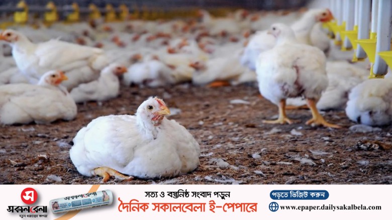 সুপারবাগ বাসা বাঁধছে পোলট্রি মুরগির শরীরে